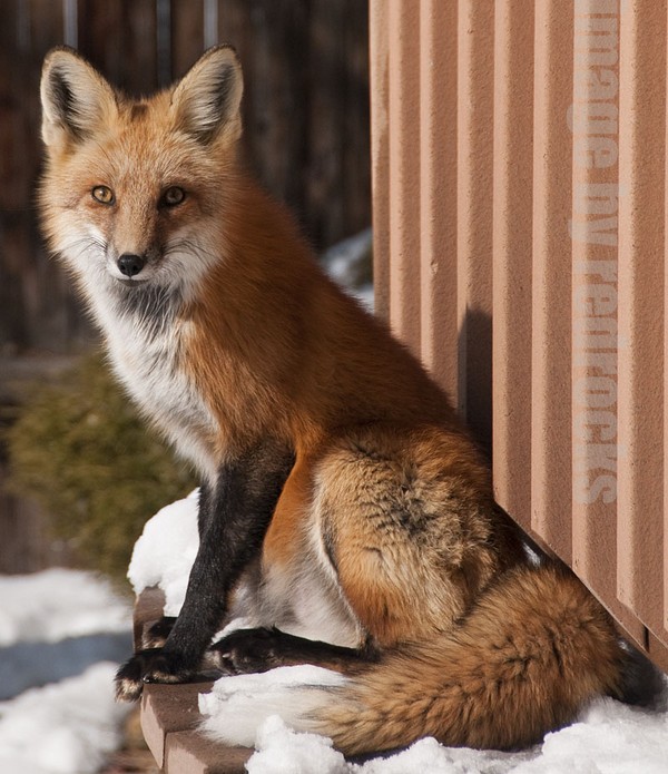 FOX3